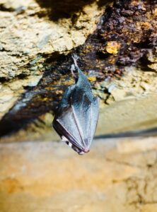 Aménagements en faveur des chauves-souris, Parc Naturel de Gaume