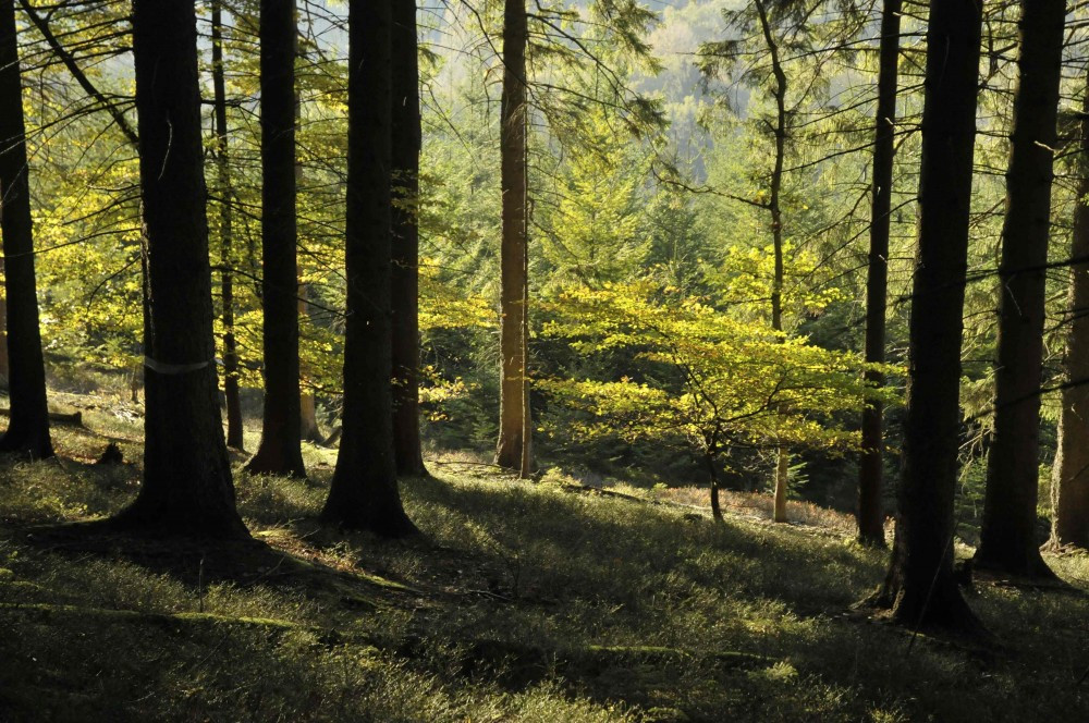 Gestion et expertise forestière